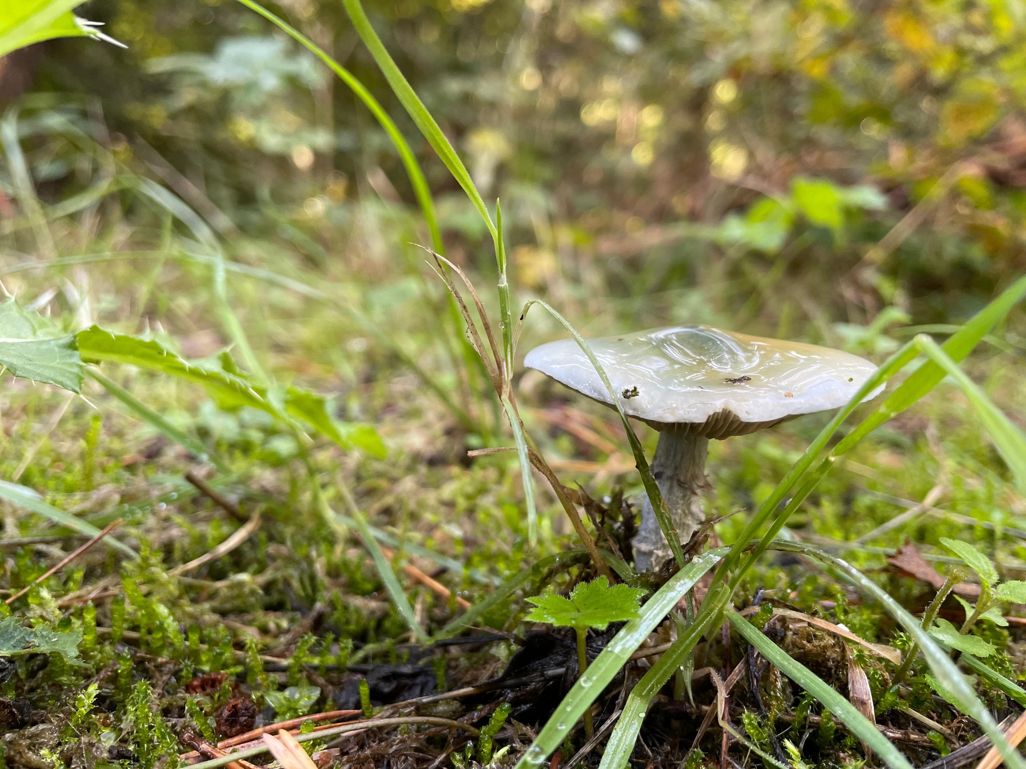 Grünspan-Träuschling