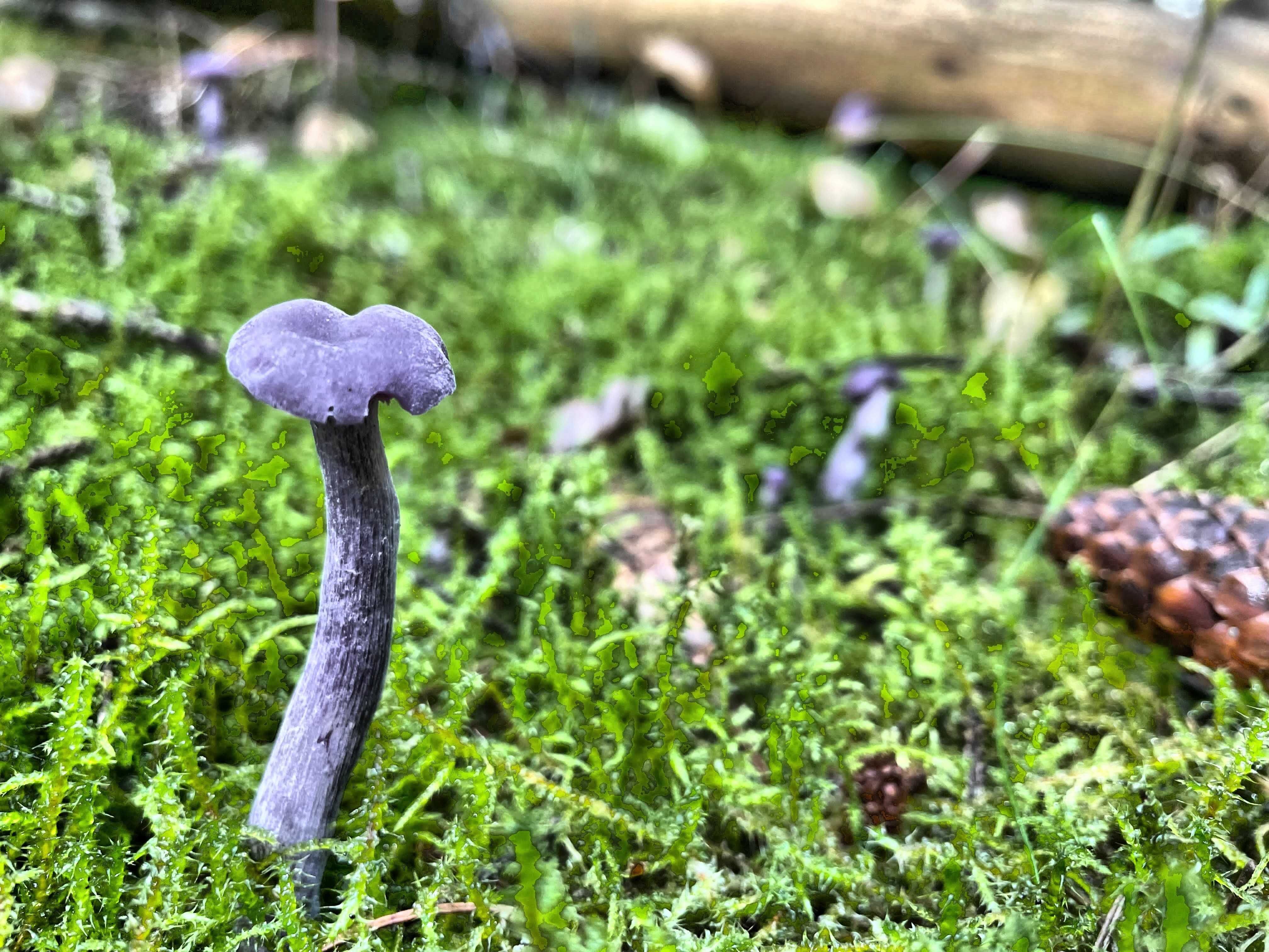 Violetter Lacktrichterling